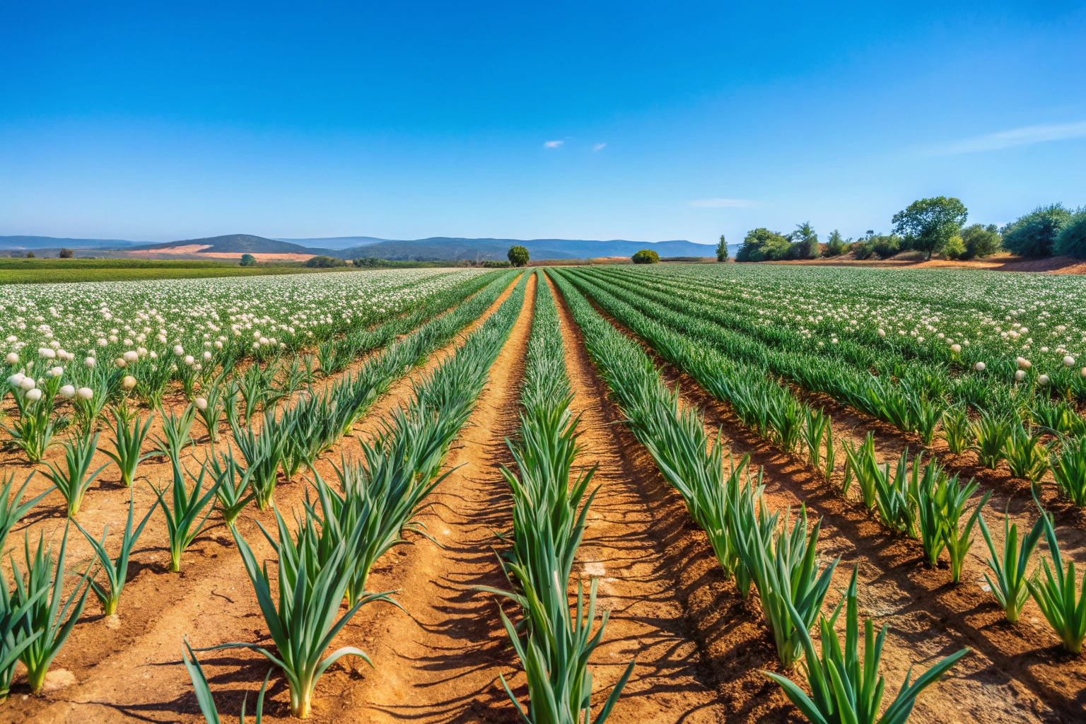 Imagem de um campo de alho em Portugal, com fileiras verdes de plantas sob um céu azul claro, sem pessoas ou elementos identificáveis, transmitindo paz e naturalidade